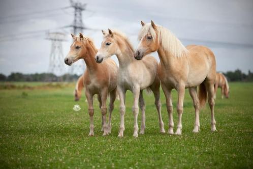haflinger veulens en jarling, Dieren en Toebehoren, Pony's, Meerdere dieren, Onbeleerd, D pony (1.37m tot 1.48m), Recreatiepony