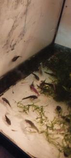 Bristlenose pleco's jongen., Dieren en Toebehoren, Vissen | Aquariumvissen, Vis