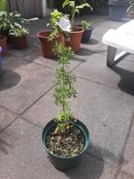 Mooie stek v kaasjeskruid en meer 4.95 pst, Tuin en Terras, Planten | Tuinplanten, Ophalen, Vaste plant