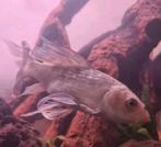 Butterfly koi wit met grijs 15-18cm, Vis
