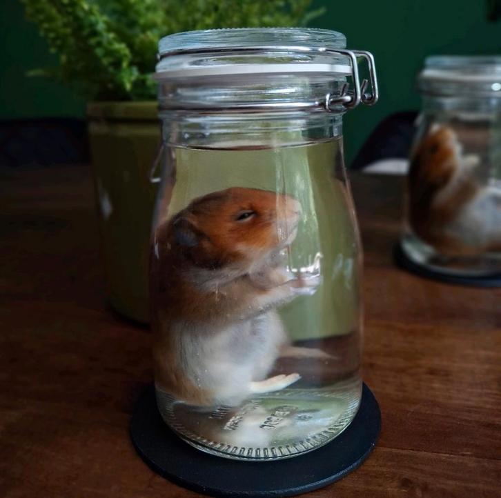 Syrische hamster op sterk water, Verzamelen, Dierenverzamelingen, Nieuw, Opgezet dier, Overige soorten, Ophalen of Verzenden