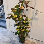 Croton plant met bonte herfstkleuren 1.20, Ophalen, Overige soorten, Halfschaduw, In pot