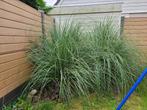 Vaste Planten, Ophalen, Zomer, Vaste plant