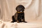 Laatste 2 Labrador pups mogen nu naar hun nieuwe baasjes, Dieren en Toebehoren, Honden | Retrievers, Spaniëls en Waterhonden, 8 tot 15 weken