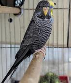 GEZOCHT bfbw antra poppen, Vrouwelijk, Parkiet, Geringd