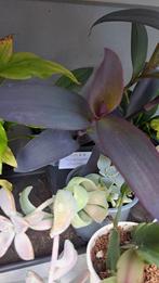Tradescantia Pallida - diverse stuks, Ophalen, Overige soorten, Minder dan 100 cm