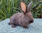 Duitse reus,  voedster, Dieren en Toebehoren, Konijnen, Vrouwelijk, Groot, 0 tot 2 jaar