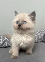 Britse langhaar kitten, Dieren en Toebehoren, Katten en Kittens | Raskatten | Langhaar