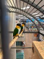 Koppel zwartkop caique, Dieren en Toebehoren, Meerdere dieren, Papegaai
