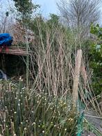 Bamboe, Tuin en Terras, Ophalen, Bloeit niet, Overige soorten, Halfschaduw