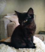 ZELDZAME NEBELUNG KITTENS (BLAUWE RUS), Dieren en Toebehoren, Katten en Kittens | Raskatten | Langhaar, Meerdere dieren, Ontwormd