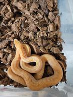 Boaedon capensis Afrikaanse huisslang, Dieren en Toebehoren, Reptielen en Amfibieën, Slang, 0 tot 2 jaar