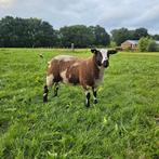 Mooie bonte dekram, Mannelijk, Schaap