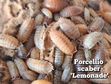 Porcellio scaber 'Lemonade' beschikbaar voor biedingen