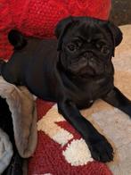 Mopshond pup, Dieren en Toebehoren, 8 tot 15 weken, Parvo, Teef, Bulldog