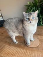 Lieverd, Dieren en Toebehoren, Katten en Kittens | Raskatten | Korthaar, Kater