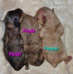 Nieuw Nestje Mini Pomeranian/Pomeriaan geboren in Nederland, Dieren en Toebehoren, Nederland, 8 tot 15 weken, Teef, Meerdere