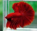 Betta Fullmoon man - Koidream Valburg, Dieren en Toebehoren, Zoetwatervis, Vis