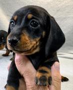 Teckel pups, Dieren en Toebehoren, Honden | Teckels en Dashonden, Nederland, CDV (hondenziekte), 8 tot 15 weken, Korthaar