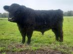Galloway (dek)stier, Dieren en Toebehoren, Runderen, Mannelijk