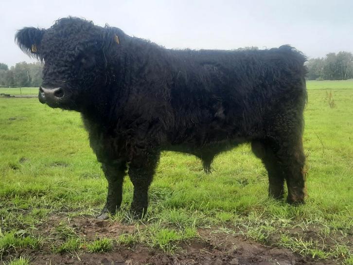 Galloway (dek)stier, Dieren en Toebehoren, Runderen, Mannelijk
