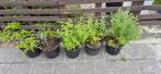 Gratis, Tuin en Terras, Planten | Tuinplanten, Ophalen, Zomer, Eenjarig, Overige soorten