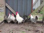 Toom Friese zilverpel kippen, Meerdere dieren, Kip