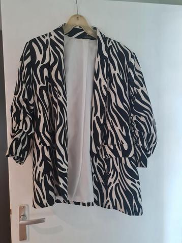 Knap zebra colbert te koop beschikbaar voor biedingen