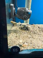 Tetraodon mbu kogelvis 8-10cm, Dieren en Toebehoren, Meerdere dieren
