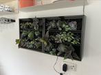 2 stuks Karoo D&M indoor/outdoor verticale plantenbak, Overige soorten, Minder dan 100 cm, Ophalen of Verzenden, In pot