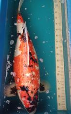 Showa koi 82cm kweker Danichi, Karper of Koi