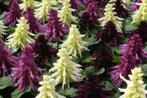 Salvia zaden mix wit/paars, Tuin en Terras, Bloembollen en Zaden, Ophalen of Verzenden, Voorjaar, Volle zon, Zaad