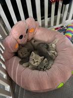 Britse korthaar (kittens), Dieren en Toebehoren, Katten en Kittens | Raskatten | Korthaar, Meerdere dieren, Ontwormd