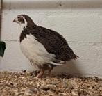 Japanse kwartels, Dieren en Toebehoren, Meerdere dieren