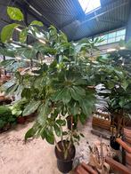 Schlefflera Amate 230cm, Ophalen