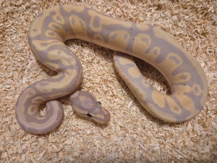 Python regius 0.1 pastel leopard coralglow het clown