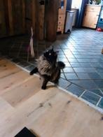 Maine coon dekkater met stamboom, Dieren en Toebehoren, Kater, Met stamboom