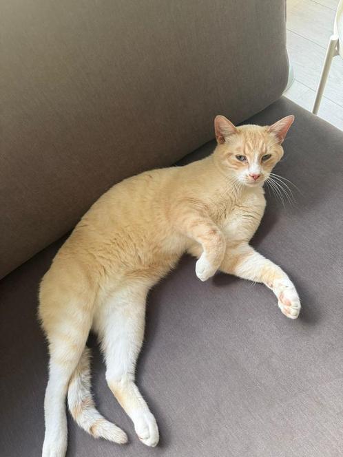 Europese korthaar goud, Dieren en Toebehoren, Katten en Kittens | Overige Katten, Kater