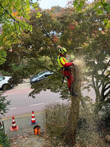 Boom kappen verwijderen snoeien beschikbaar voor biedingen