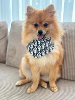 Pomeriaan/ klein keesje, Rabiës (hondsdolheid), 15 weken tot 1 jaar, Eén hond, Nederland