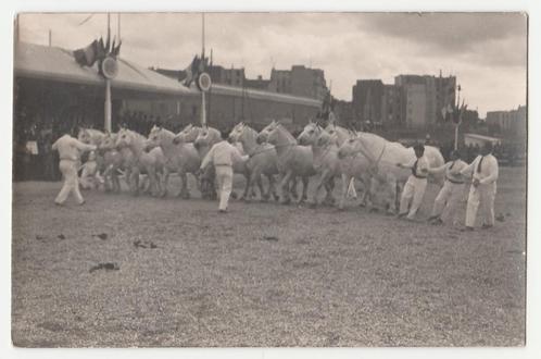 Fotokaart.  Paarden.  Concours Central Hippique., Verzamelen, Ansichtkaarten | Themakaarten, Ongelopen, 1920 tot 1940, Overige thema's