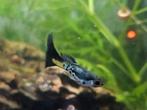 100% raszuiver Galaxy Blue Tail guppies, rasguppen, Vis