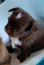 Te koop nog één prachtige Chihuahua pupie  reutje, Dieren en Toebehoren, Honden | Chihuahua's en Gezelschapshonden, CDV (hondenziekte)