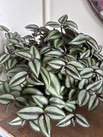 Tradescantia, Huis en Inrichting, Ophalen of Verzenden, Overige soorten, In pot, Minder dan 100 cm