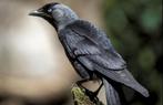 Kauw jonge tamme kauw gezocht, Dieren en Toebehoren, Vogels | Overige Vogels, Meerdere dieren, Tropenvogel
