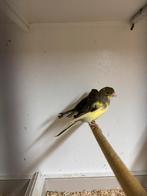 Timbrado kanarie jongen van 2025, Dieren en Toebehoren, Vogels | Kanaries, Geslacht onbekend, Zangkanarie
