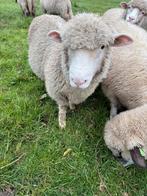 Poll doeset ram, Dieren en Toebehoren, Schapen, Geiten en Varkens, Mannelijk, Schaap