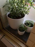 Veel diverse plantenpotten wit binnen, Ophalen of Verzenden, Overige soorten, Minder dan 100 cm