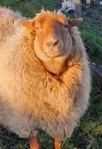 TE KOOP/ RUILEN/ GEZOCHT Coburger Fuchs schapen en wol, Dieren en Toebehoren, Schaap, Meerdere dieren, 0 tot 2 jaar