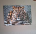 Glazen Schilderij Luipaard 70x100 cm - Gaaf!, Ophalen, Zo goed als nieuw, Schilderij, 75 tot 100 cm